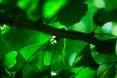 Ginkgo biloba 'Pragensis' - jinan dvoulaločný - listy